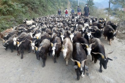      बागलुङमा भित्रिए मुस्ताङी च्याङ्ग्रा   